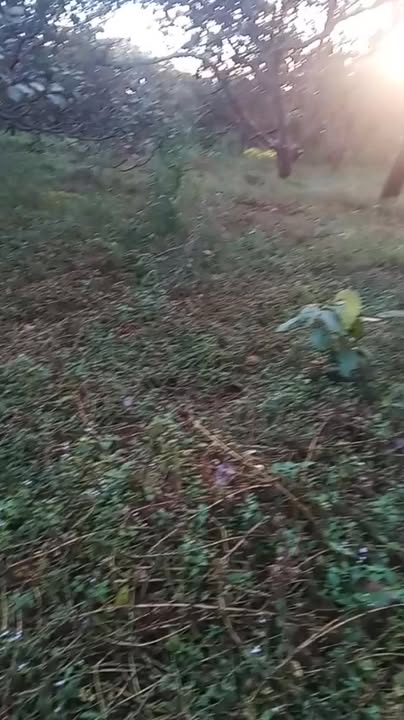 Đất nền Đăk Ơ, Bù Gia Mập 10.000m² giá 900 triệu - Sổ đỏ chính chủ!