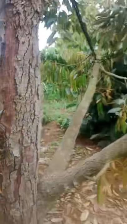 Farm 1ha tại xã Ea Ral, huyện Ea H'leo - Giá 3 tỷ, thu nhập ổn định!