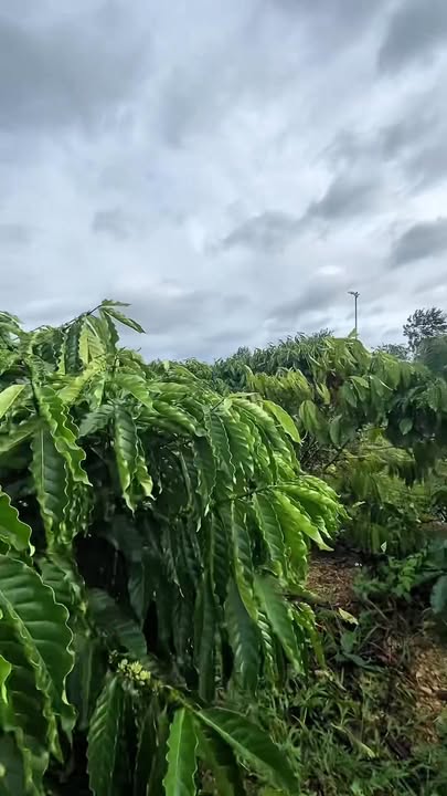 Bán lô đất rẫy 1,3ha tại xã Ea Tir, huyện Ea H’Leo - Tiềm năng phát triển lớn!