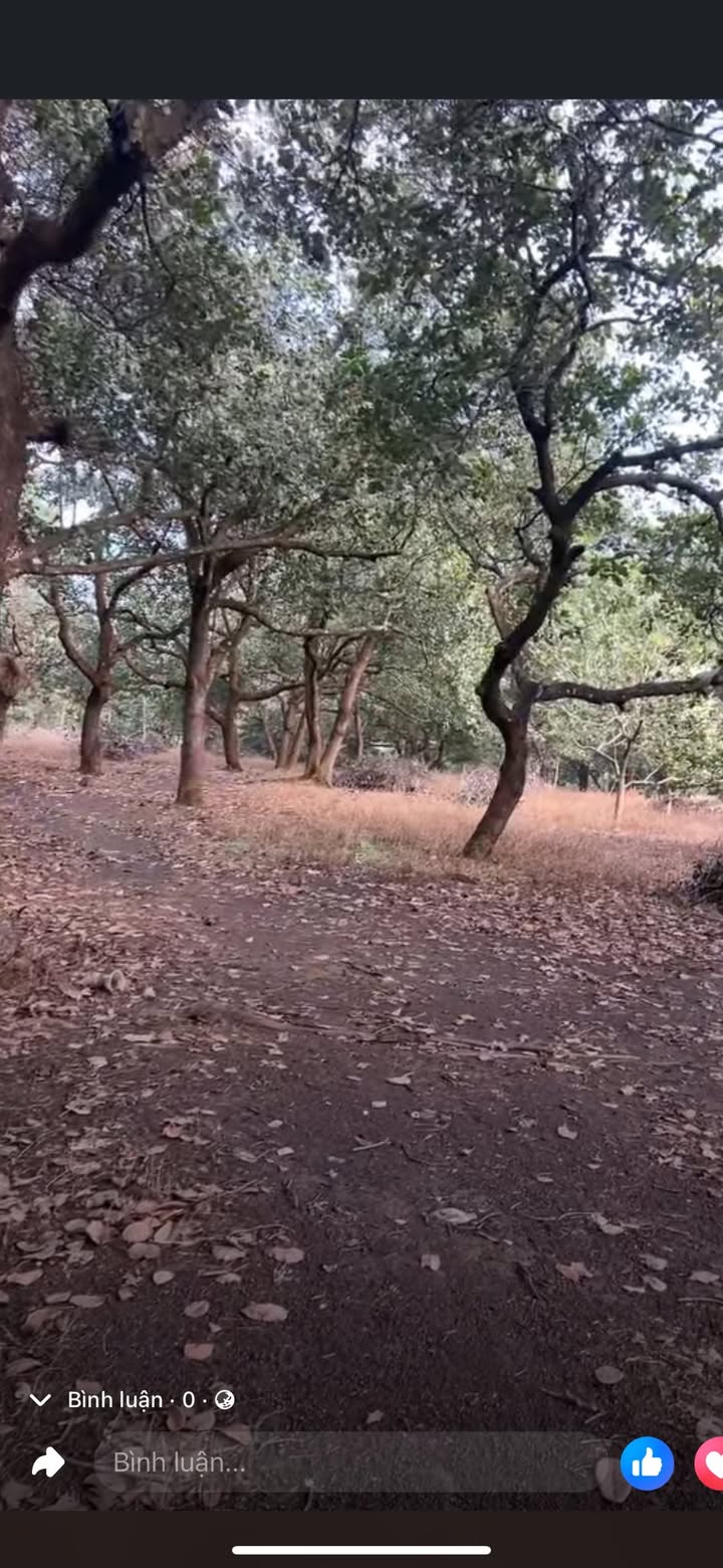 Đất nền Farm 2.7ha tại Bình Thắng, Bù Gia Mập - Giá chỉ 1.5 tỷ!