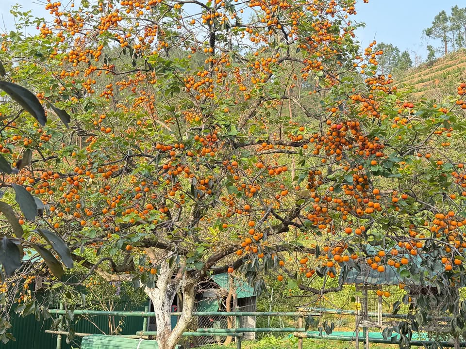 Nhà phố 3 tầng mặt đường Ngô Đức Kế, 103m² giá 10 tỷ - Đầu tư sinh lời ngay!