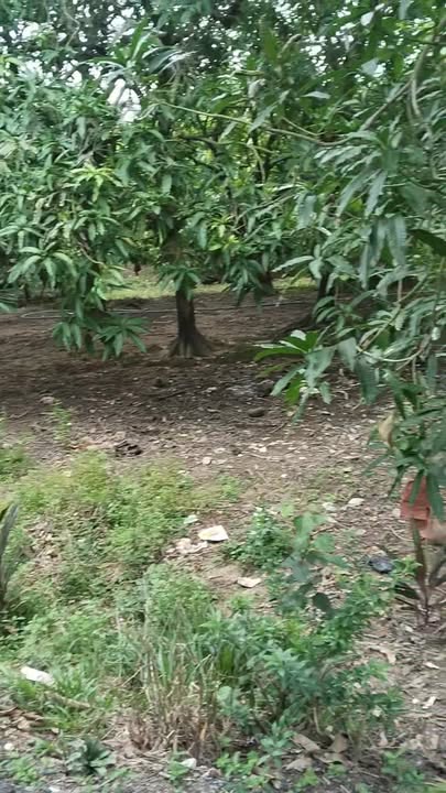 Đất nền liền kề đường Mỹ Thạnh, xã Mỹ Thọ 252m² - Giá thỏa thuận hấp dẫn!