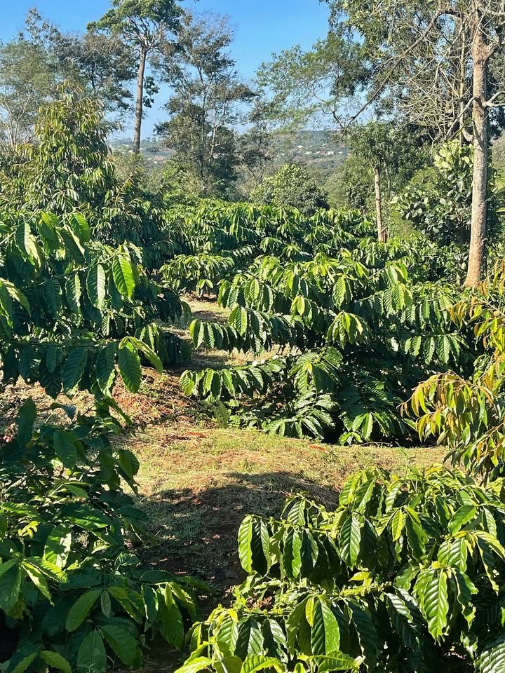 Đất nền Cư Né, Krông Búk, Đắk Lắk 1.6ha giá 4.8 tỷ - Cơ hội đầu tư tuyệt vời!