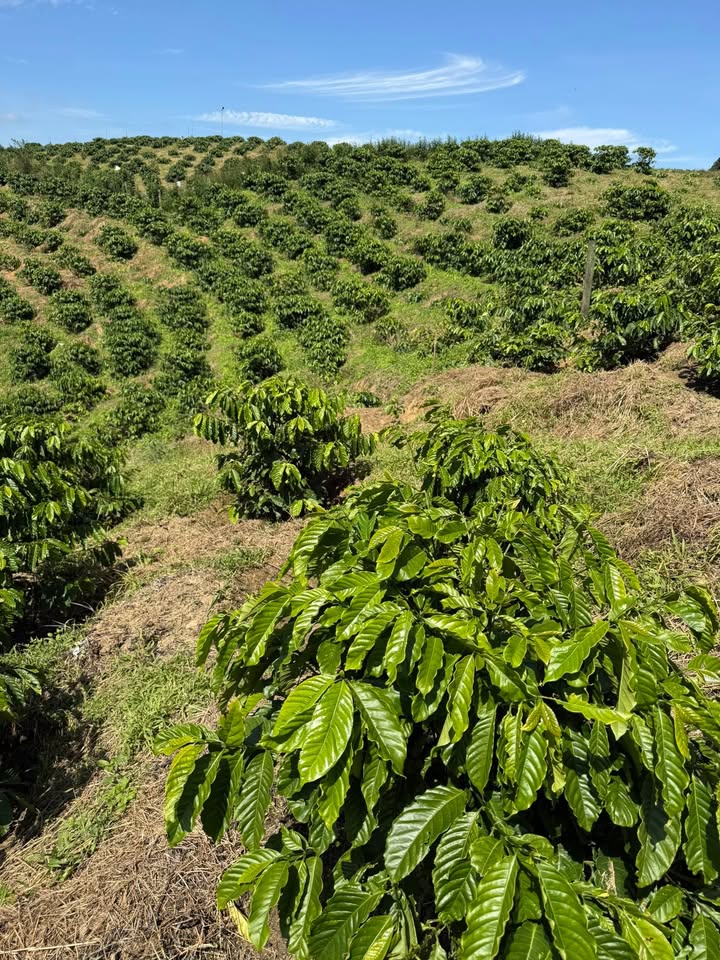 Đất nền Đạ K' Nàng, Đam Rông 80.000m² giá 1.8 tỷ - Sổ đỏ chính chủ!