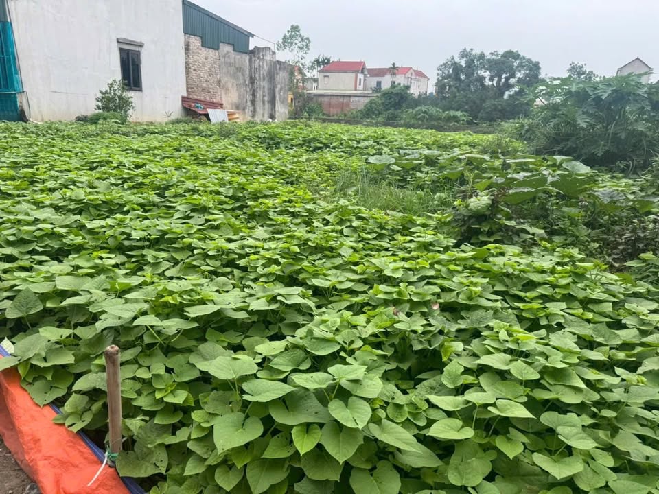 Đất nền Trần Phú, Chương Mỹ 344m² giá chỉ 10 triệu/m² - Cơ hội đầu tư hấp dẫn!