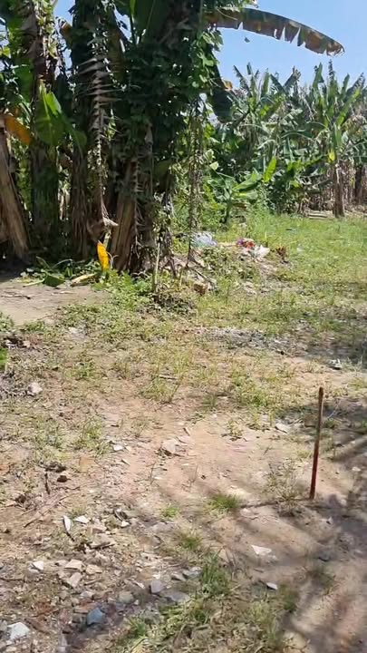 Bán đất CLN 4.231m² tại Ấp 3, Trung An, Mỹ Tho, Tiền Giang - Giá 1.95 tỷ, thương lượng nhẹ!