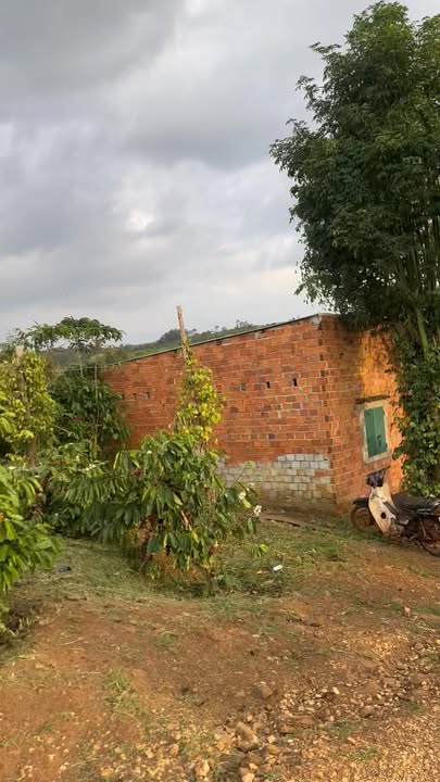 Farm 1,2ha tại Ea Ral giá 2,7 tỷ - Đầu tư sinh lời ngay!