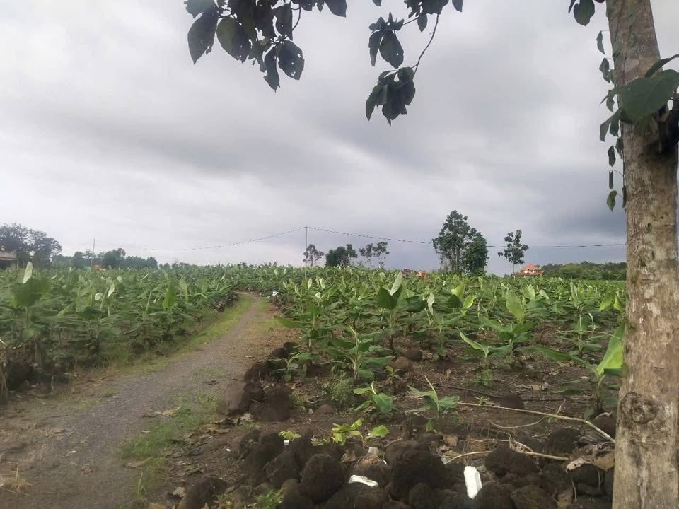 Đất nông nghiệp Phú Hòa 14,000m² giá 3.2 tỷ - Cơ hội đầu tư sinh lời!