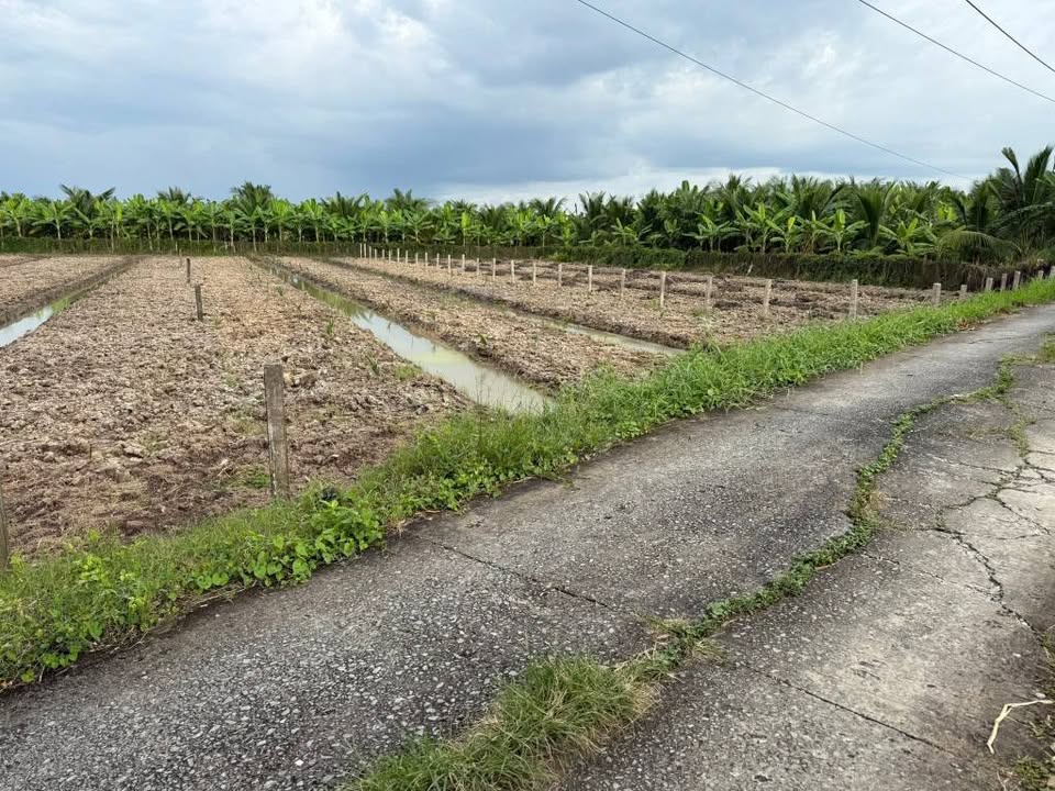 Đất vườn 1.000m² tại Tầm Vu, Châu Thành, giá 1.9 tỷ - Tiềm năng phát triển lớn!