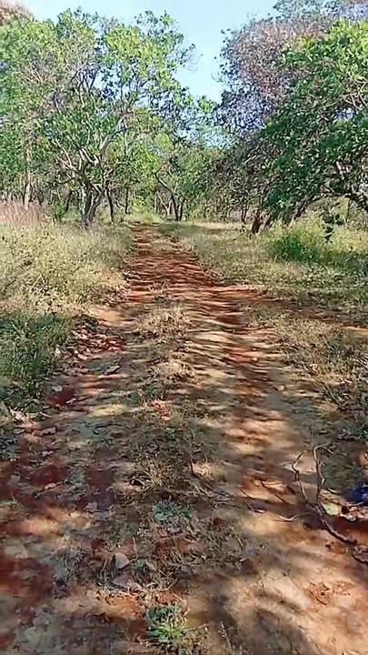 Đất nền Thọ Sơn, Bù Đăng 10.000m² giá 2.6 tỷ - Sổ đỏ chính chủ, đầu tư sinh lời!