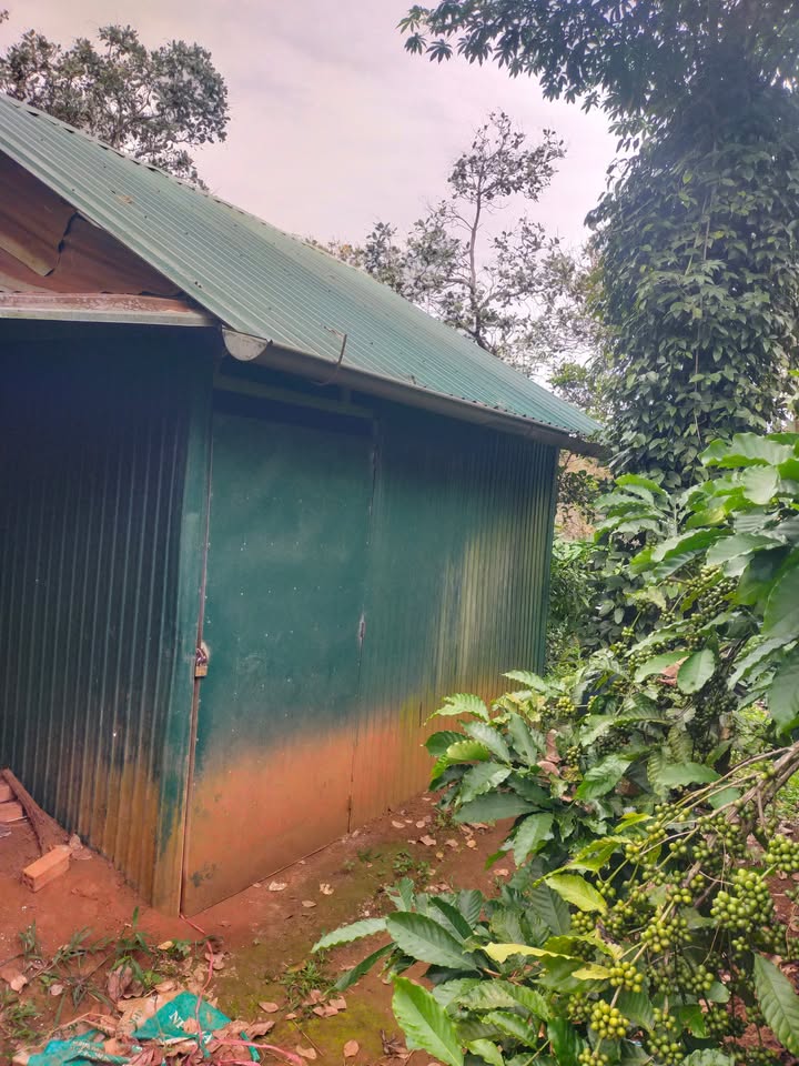 Đất 1ha Phú Sơn Bù Đăng chỉ 1.85 tỷ - Đầu tư sinh lời ngay!