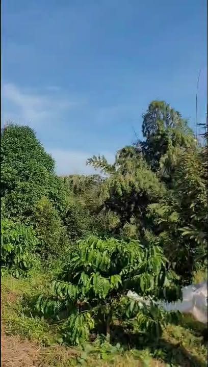 Đất thổ cư 20.000m² xã Bình Minh giá 1 tỷ - Sổ đỏ đầy đủ, cây trái phong phú!