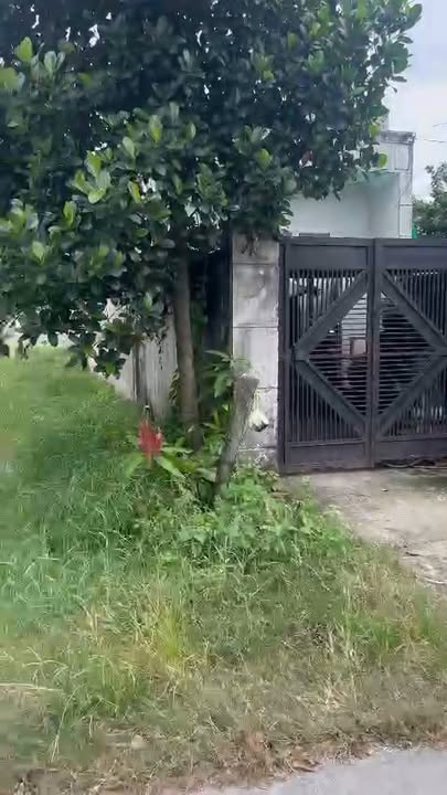 Đất thổ vườn 450m² đường Hoa Vàng, xã Mỹ Hạnh, 3.6 tỷ - Tặng nhà cấp 4 kiên cố!