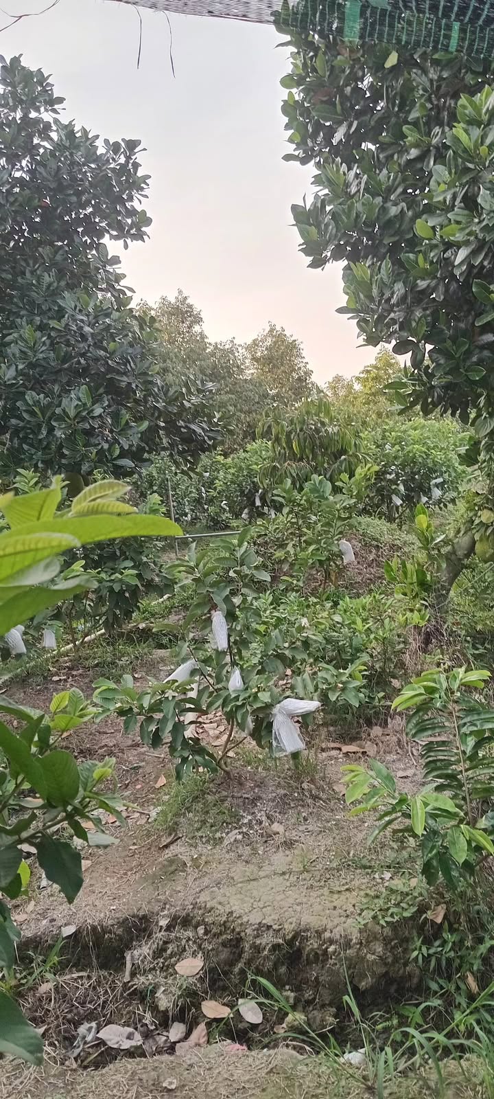 Farm 66.000m² tại xã Thanh Mỹ, Đồng Tháp giá 2.178 tỷ - Đầu tư sinh lời lý tưởng!