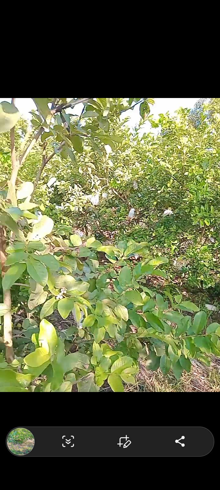 Đất trồng chanh và ổi 4000m² xã Tân Hưng giá 550 triệu - Mặt tiền 20m, thương lượng!