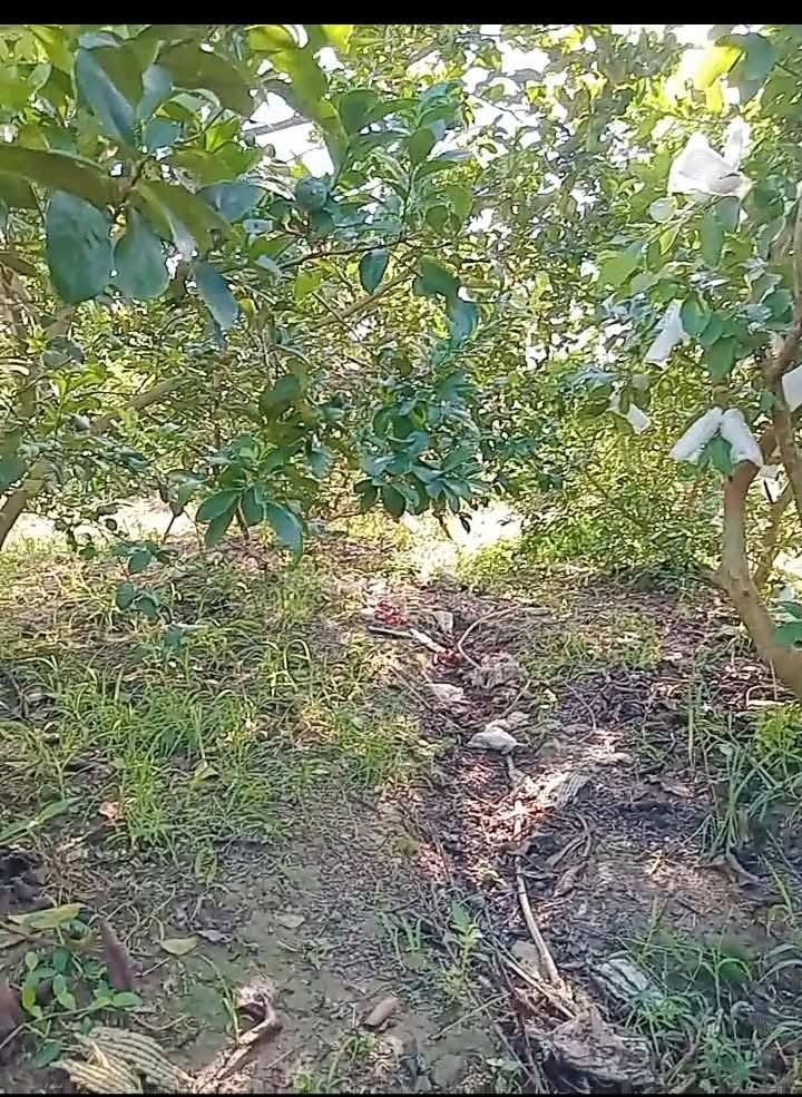 Đất trồng chanh, ổi tại Tân Hưng, Cái Bè, 4000m² giá 550 triệu - Mặt tiền 20m, xe hơi vào tận nơi!