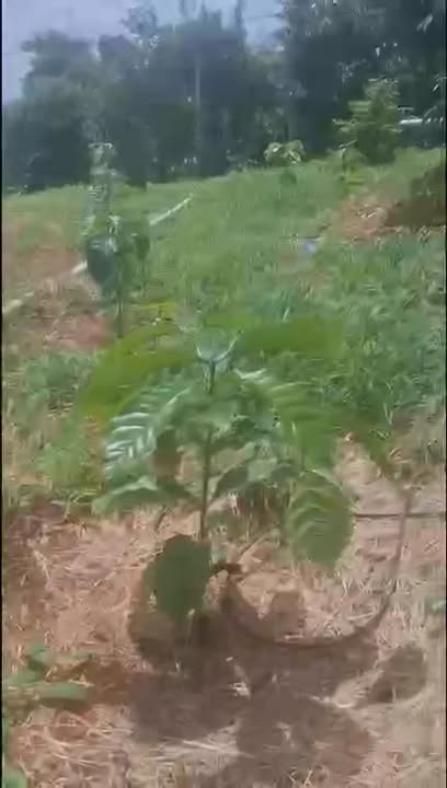 Vườn sầu riêng 1.3ha tại xã Ea Kpam, Cư M'gar chỉ 936 triệu - Cơ hội đầu tư hấp dẫn!