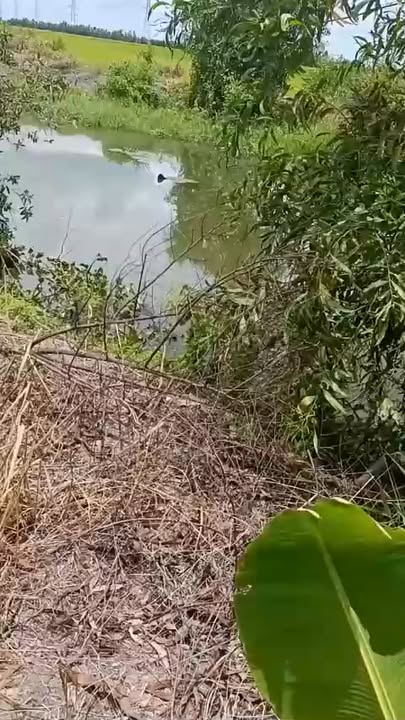 Đất nông nghiệp 50.000m² tại xã Long Thạnh, Thủ Thừa - Giá tốt cho đầu tư!