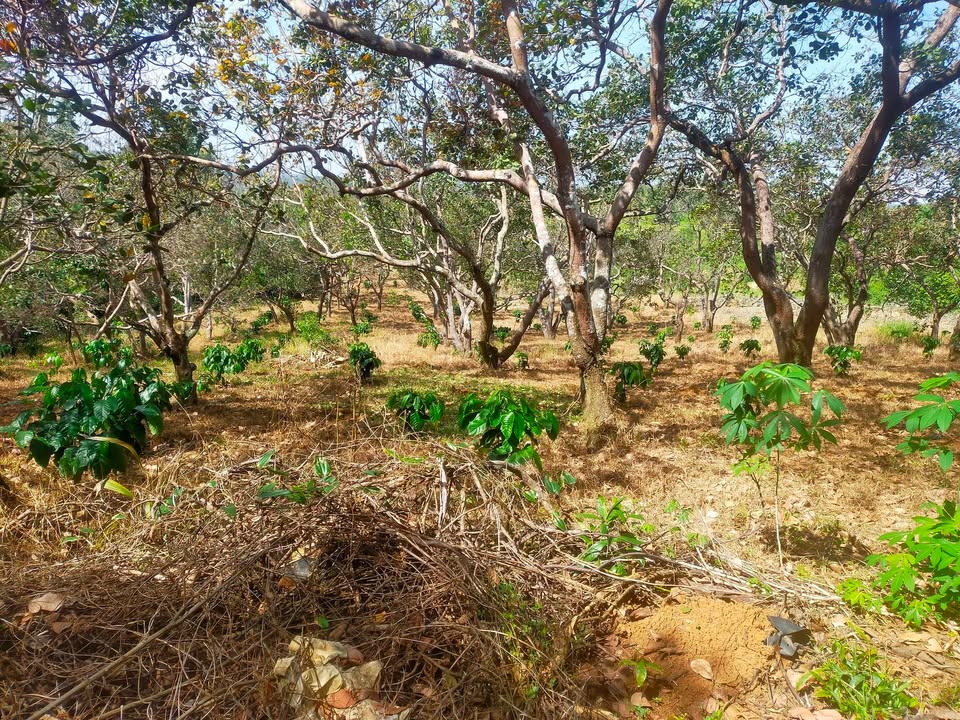 Đất nền Phú Sơn Bù Đăng 1600m² giá 1.45 tỷ - Đầu tư sinh lời ngay!