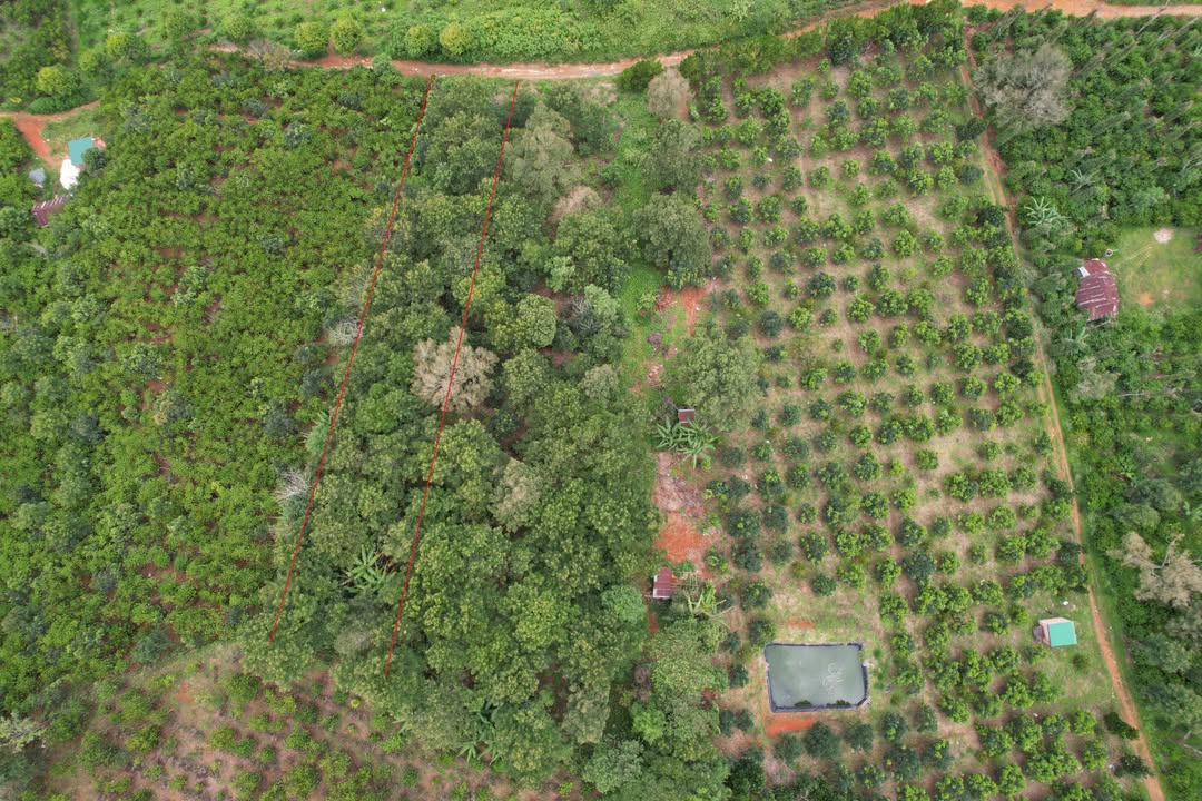 Đất vườn Lộc Thành 1.011m² giá 750 triệu - View thung lũng tuyệt đẹp!