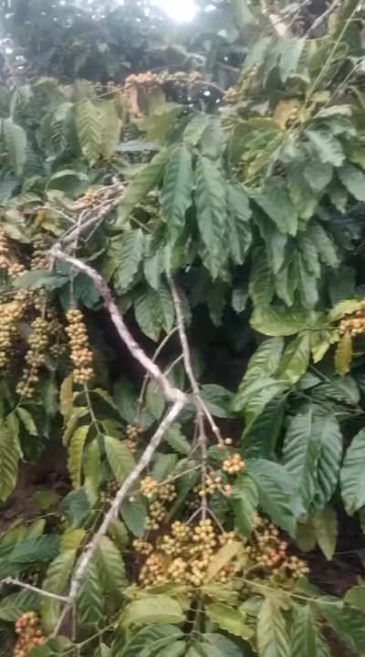 Farm 2ha Ea Ral giá 3.5 tỷ - Chính chủ cần bán gấp!