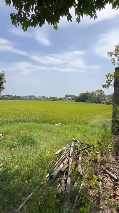 Đất lúa 883m² mặt tiền Châu Văn Liêm Hậu Nghĩa giá 5 tỷ - Cơ hội đầu tư tuyệt vời!