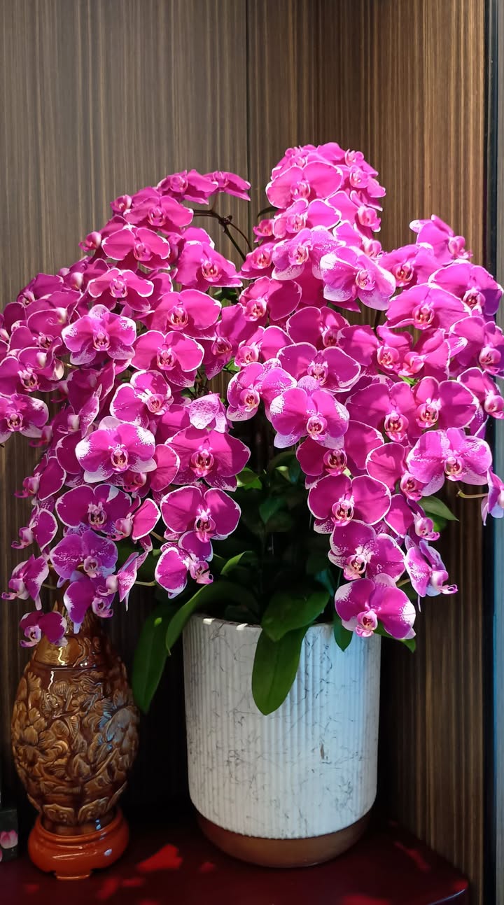 Nhà 5 tầng đường Phượng Trì, thị trấn Phùng 33m² giá 4 tỷ - Thiết kế hiện đại, sẵn sàng giao dịch!