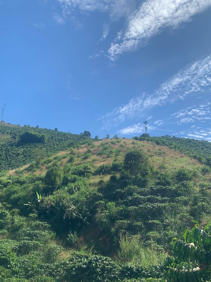 Đất nền Phú Sơn Lâm Hà 1,2ha giá 750 triệu - Cơ hội vàng đầu tư!