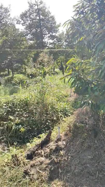 Đất vườn 850m² xã Hội Xuân, Cai Lậy giá chỉ 650 triệu - Tiềm năng sinh lời cao!