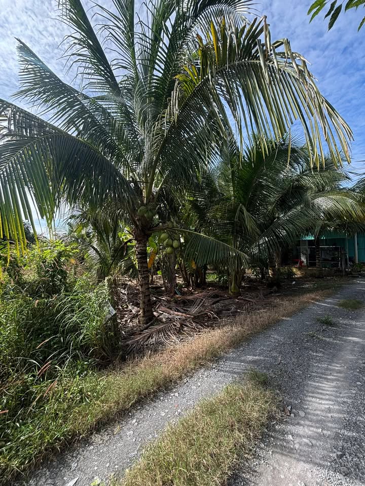 Đất nền Phước Thạnh Gò Dầu 175m² giá 665 triệu - Vị trí cực đẹp cho kinh doanh!