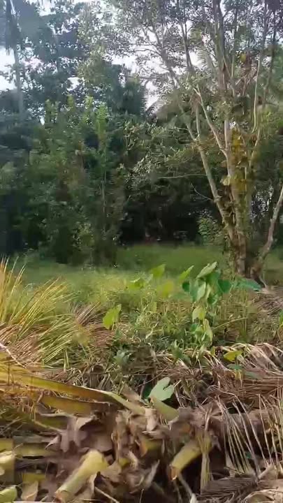 Đất nền Châu Điền, Cầu Kè, Trà Vinh 105m² giá 130 triệu - Sổ đỏ chính chủ!