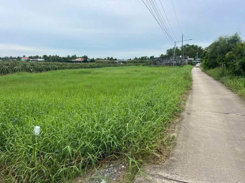 Đất thổ cư 100% tại Ấp 5, Xã Tầm Vu, Châu Thành, Long An - Chỉ 900 triệu/1000m²!