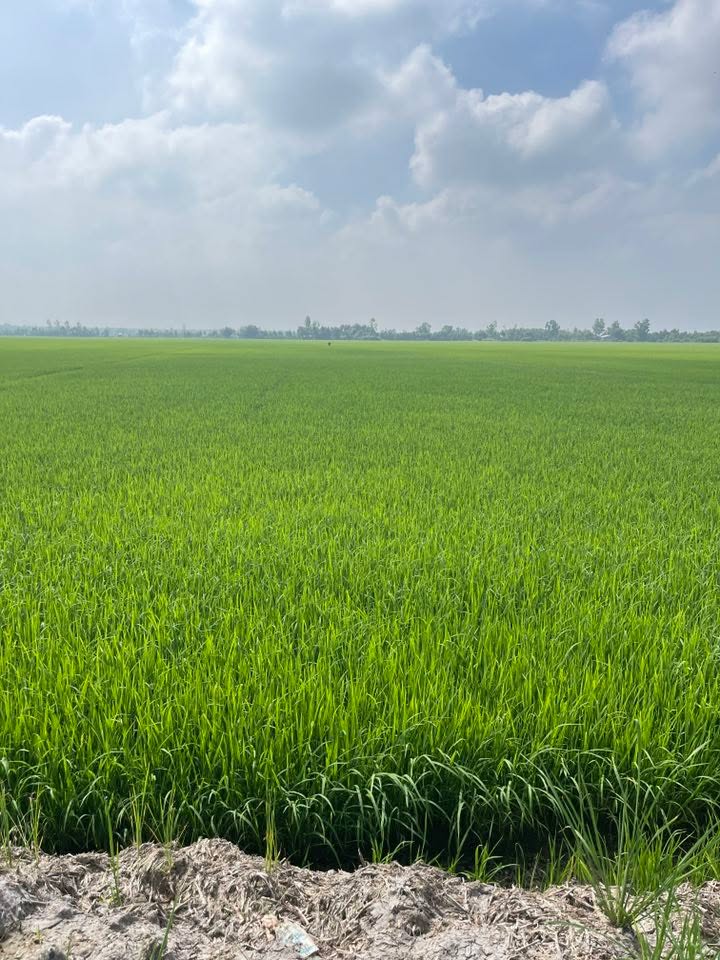 Đất nông nghiệp 13 công tại Tân Bình, Tân Thạnh, Long An - Giá chỉ 2.405 tỷ VND