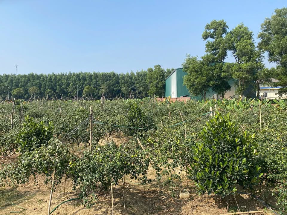 Farm 2ha tại Hạ Bằng, Thạch Thất, Hà Nội giá 20 triệu/tháng - Đang cho thu hoạch ngay!