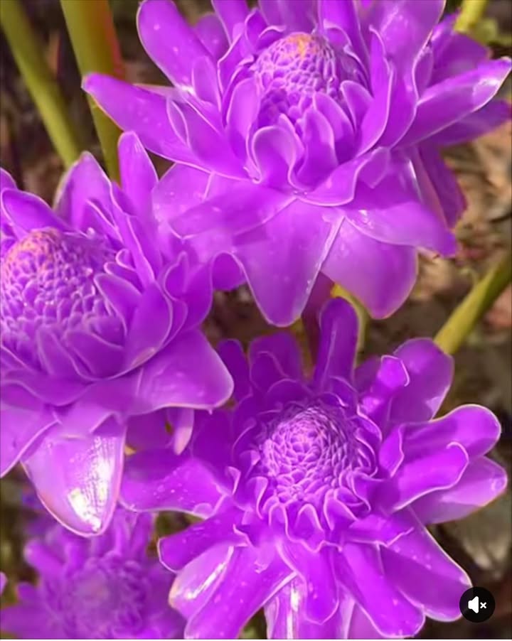 Nhà 4 tầng đường Nguyễn Văn Cừ, Phù Khê, Từ Sơn, Bắc Ninh 110m² giá 4 tỷ - Thiết kế hiện đại, sẵn sàng vào ở!