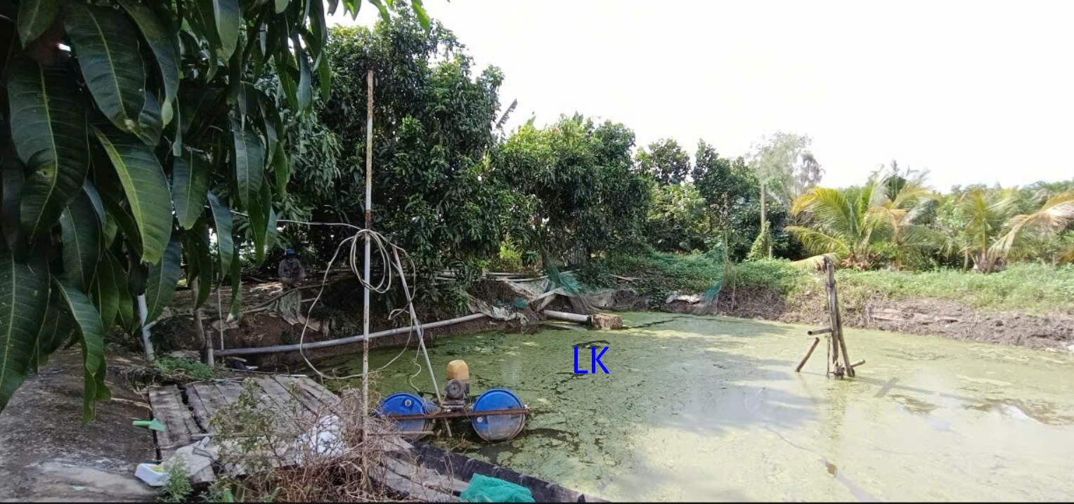 Đất ao cá 4.800m² tại Bình Hàng Trung, giá 960 triệu - Cơ hội đầu tư tuyệt vời!