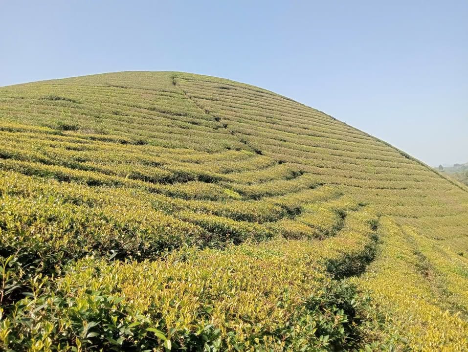 Lô đất Long Cốc 4500m² giá 600 triệu - Vị trí tuyệt đẹp, view chill!