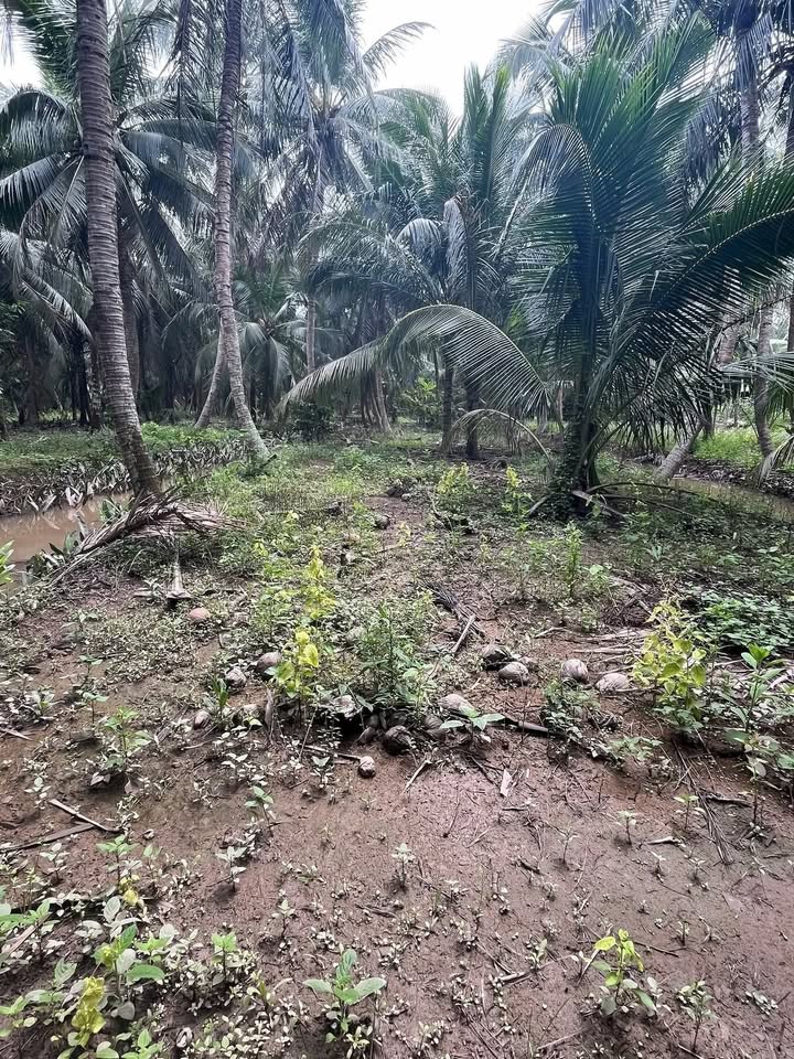 Đất nền Bình Khánh Mỏ Cày Nam 7000m² chỉ 350 triệu - Cơ hội đầu tư tuyệt vời!