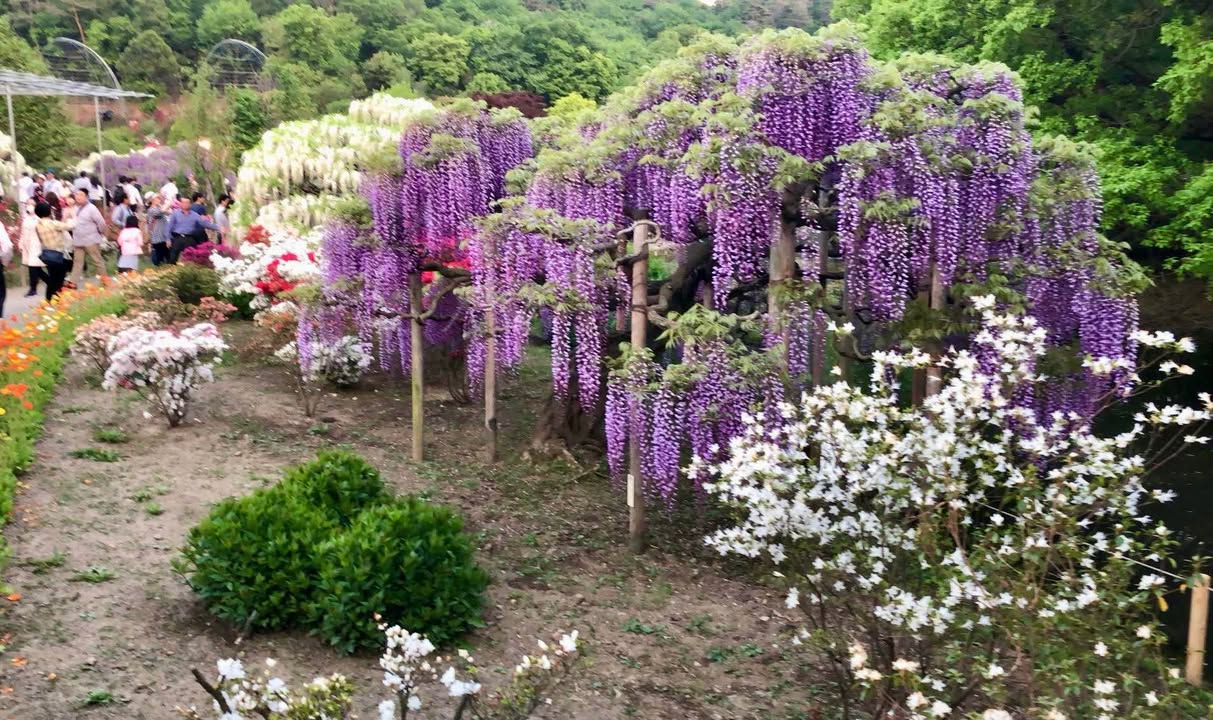 Đất nền đẹp Hòa Lộc, Mỏ Cày Bắc 47.000m² giá 1.971 tỷ - Cơ hội đầu tư tuyệt vời!