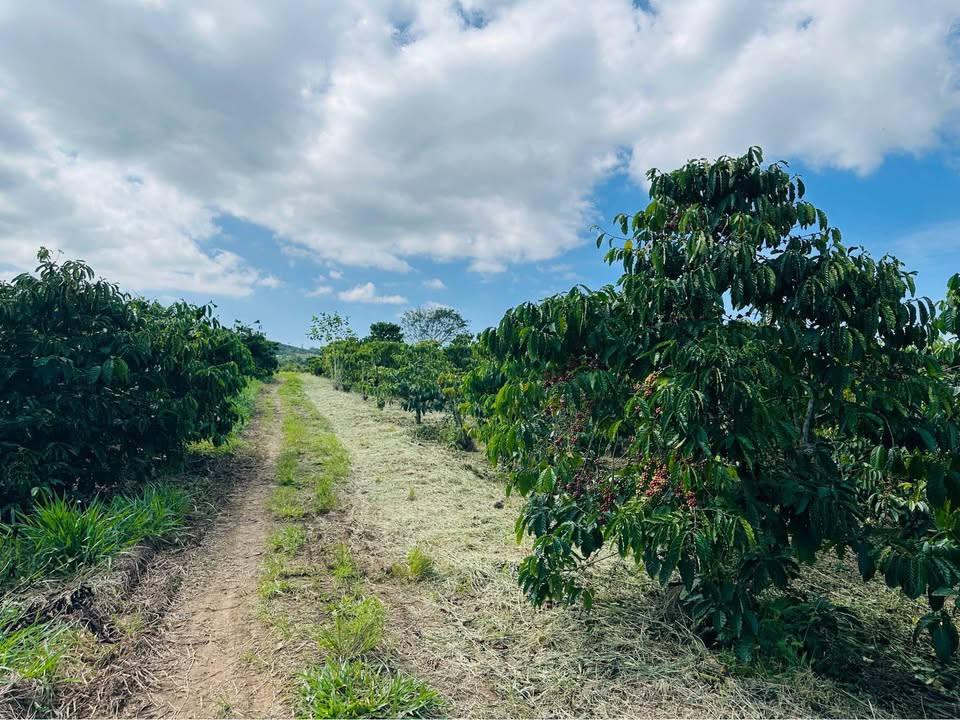 Đất thổ cư Tân Văn, Lâm Hà 360m² giá 600 triệu - Đầu tư sinh lời ngay!