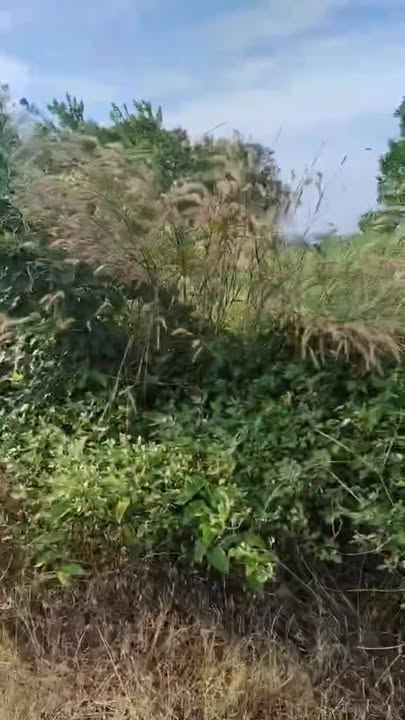 Đất nền Triệu Hải Đạ Tẻh 7200m² giá 260 triệu - Sổ đỏ chính chủ