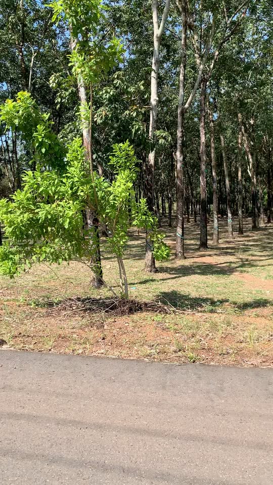 Đất thổ cư Tân Phước Đồng Phú 180m² giá chỉ 300 triệu - Cơ hội đầu tư sinh lời!