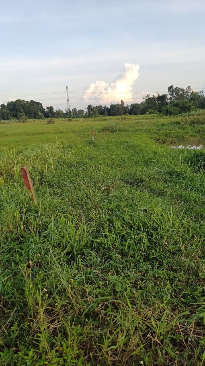 Đất vườn Tân Thạnh Tây 1535m² giá 845.425 triệu - Cơ hội đầu tư hấp dẫn!