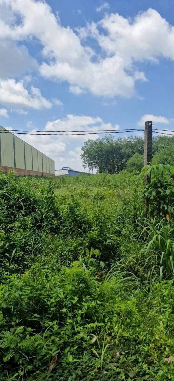 Đất nền mặt tiền Tân Hiệp 1241m² - Khu vực phát triển sầm uất!