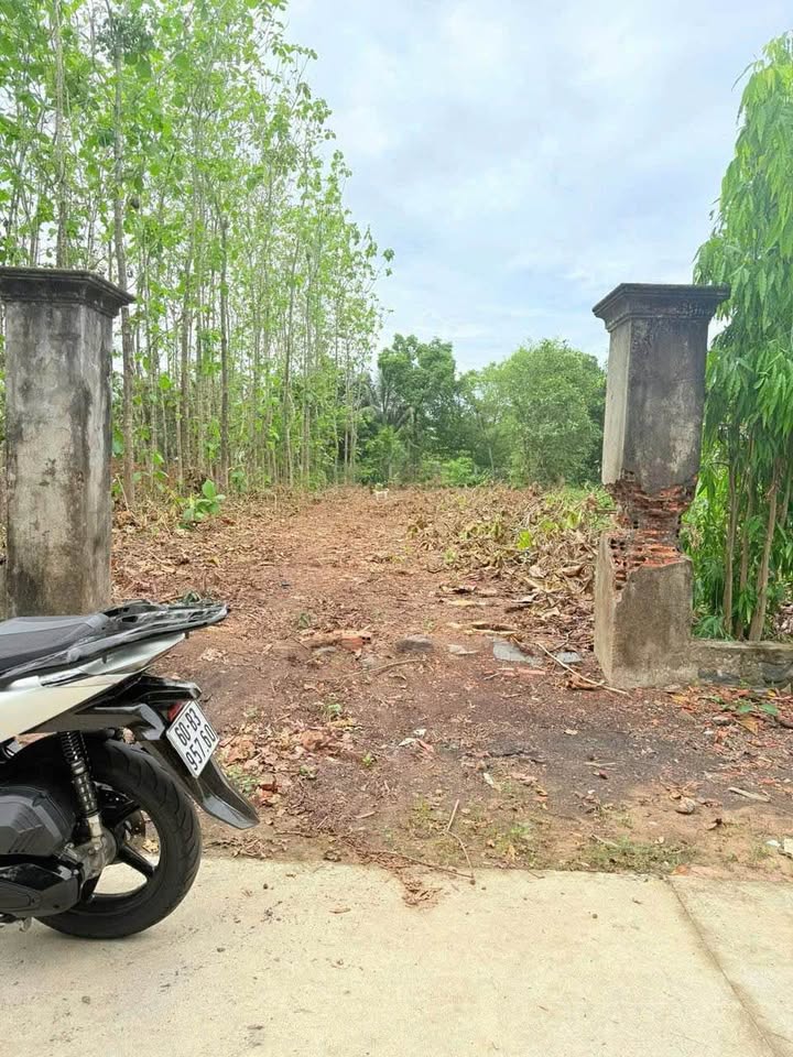 Đất nền Phú Hòa Đồng Nai 297.5m² giá 650 triệu - Sổ hồng đầy đủ, vị trí đẹp!