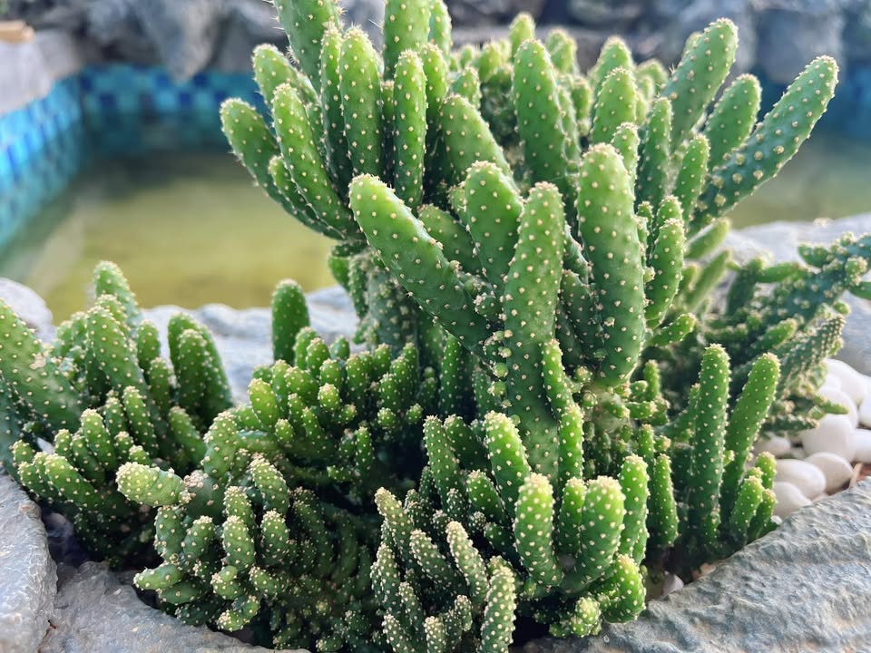 Đất nền chính chủ tại Bản Áng, Đông Sang, Mộc Châu 206,25m² - Đầu tư sinh lời ngay!