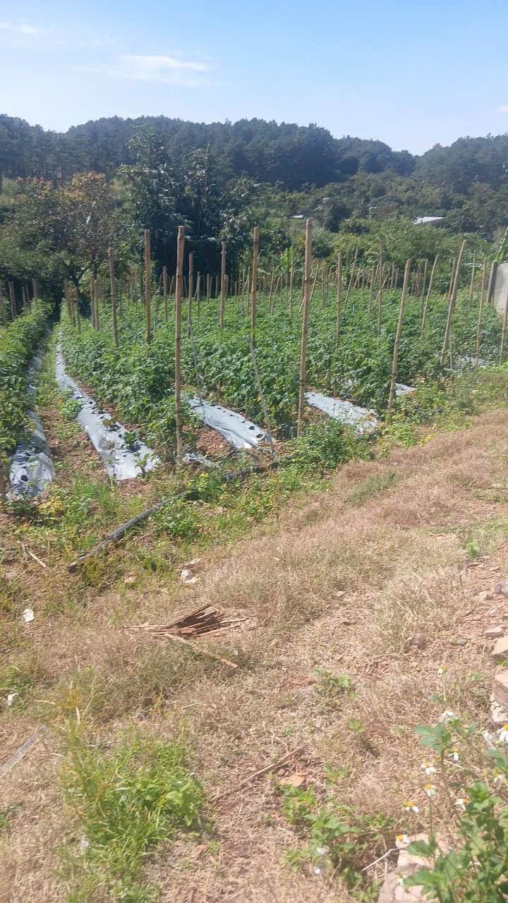 Đất nền Phú Hội 3600m² giá 500 triệu - Nhà tiền chế mới tinh, view nghỉ dưỡng tuyệt đẹp!