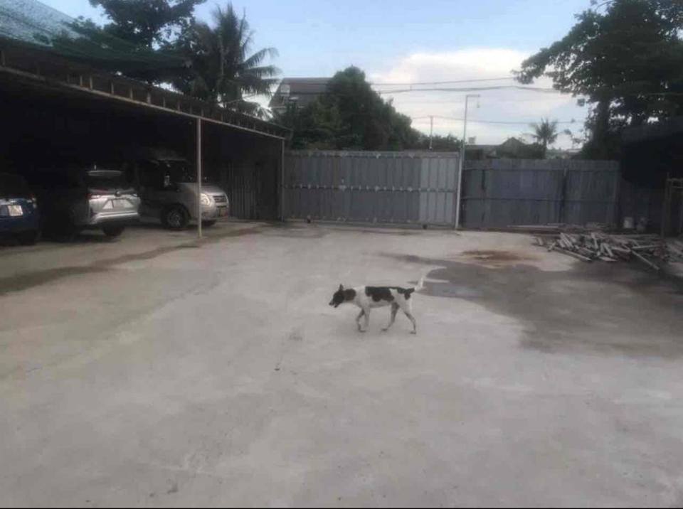 Đất nền đường Ụ Ghe, Thủ Đức 2400m² giá 75 tỷ - Tiềm năng đầu tư lớn!