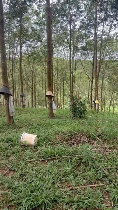 Đất rẫy cà phê và cao su tại Thôn Thung Nai, Ngọc Hồi, 3.7ha - Cơ hội đầu tư tuyệt vời!