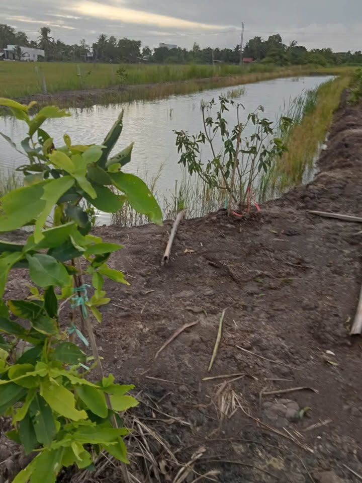 Đất vườn Thạnh Lộc Châu Thành 1950m² giá thương lượng - Pháp lý rõ ràng